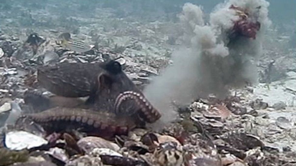 Can octopuses throw things at each other? BBC Newsround