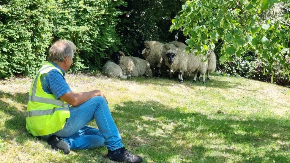 The sheep grazing