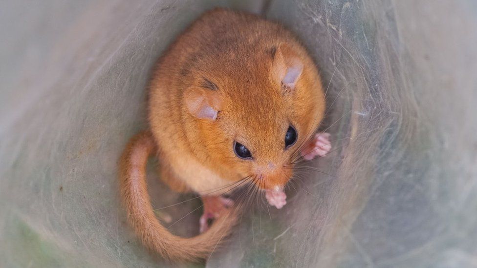 Dormouse in a plastic bag