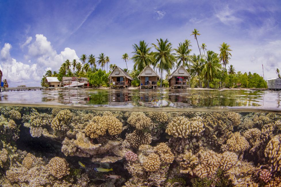 Healthy corals growing in front of a resort in French Polynesia