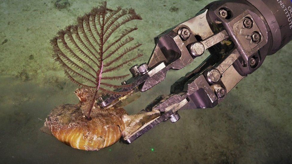 ROV SuBastian's manipulators gently grasp a black coral growing on a nautilus shell at a depth of 550 meters deep at Herald Cays
