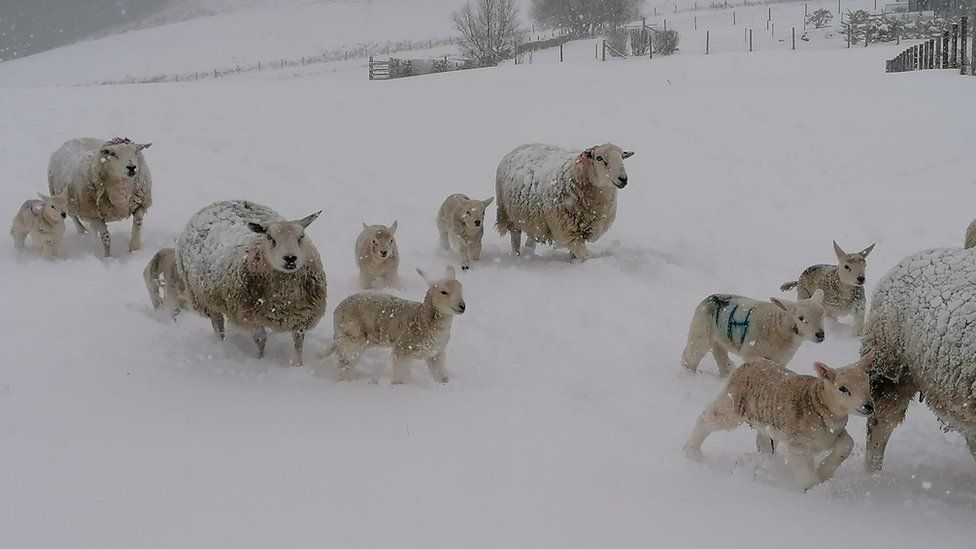 Sheep playing in snow at Fronheulog Caravan Park in March 2023