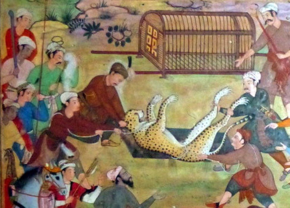 Akbar lifting captured cheetahs. From the Akbarnama (Book of Akbar)