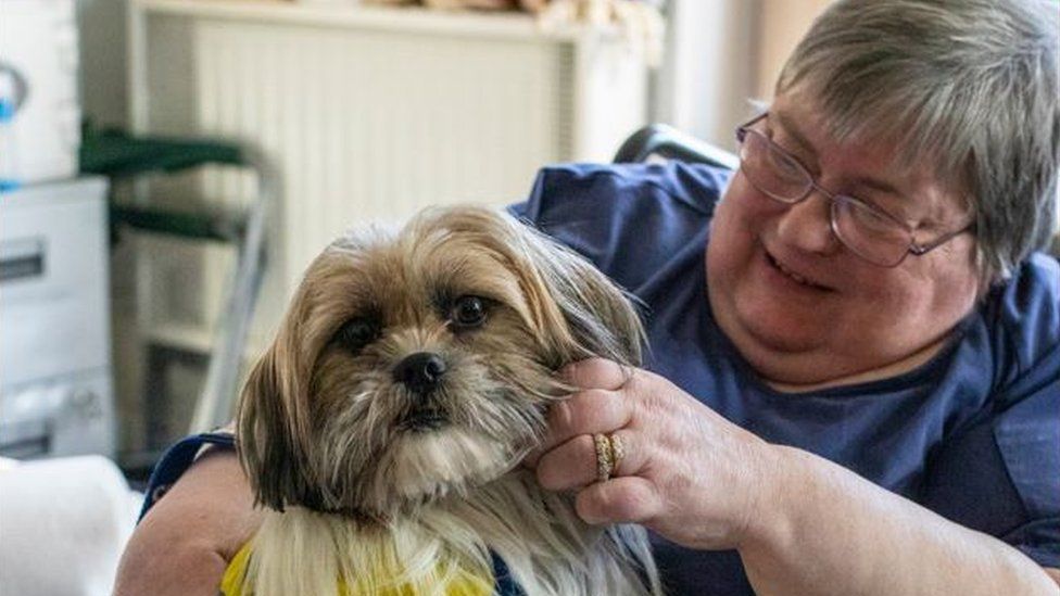 Shih tzu best sale therapy dog