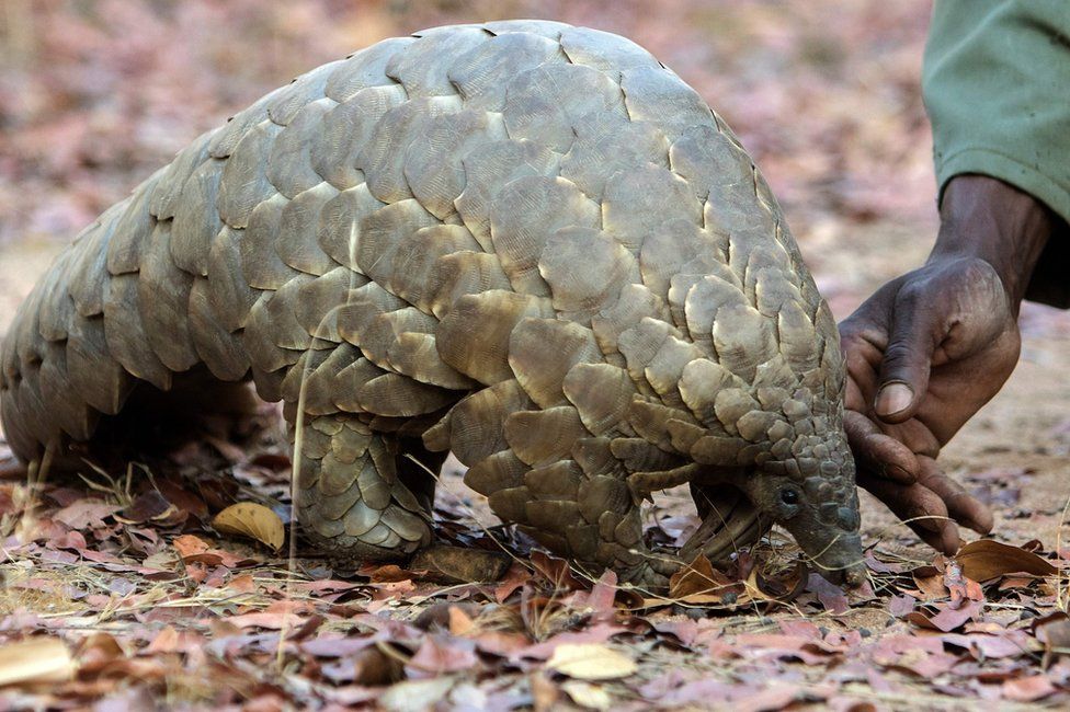 China Wildlife Guide