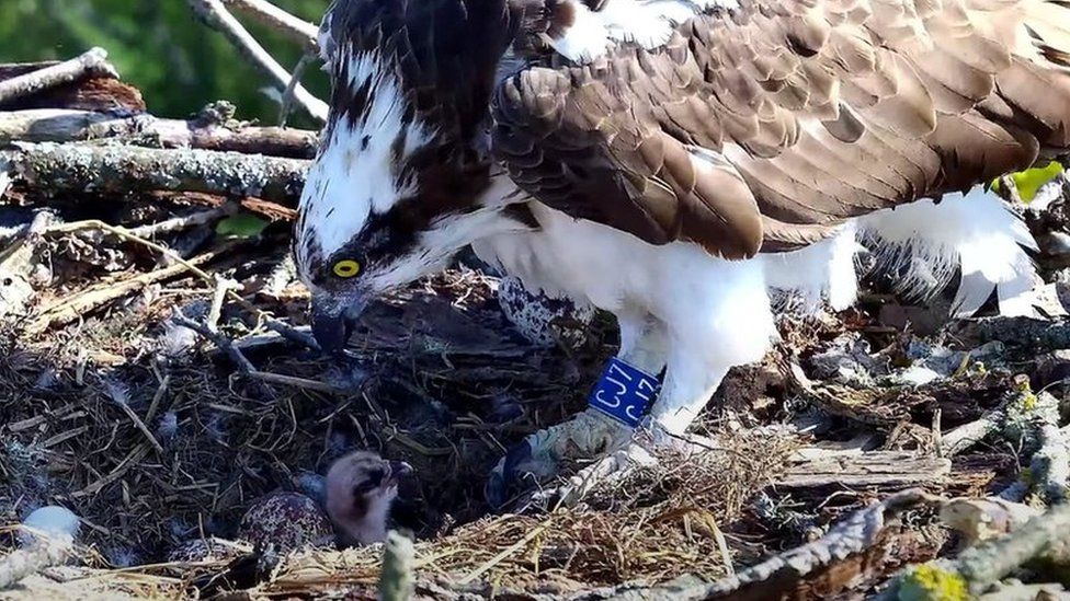 Osprey in a nest with a chick