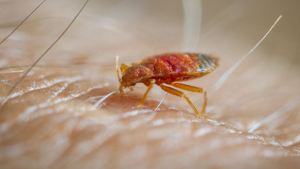 A bedbug feeds on human skin
