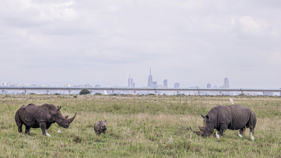 Black rhinos in Nairobi National Park with the city in the background, Kenya - Friday 3 June 2022