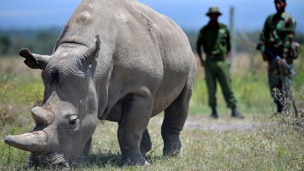 The rhino Najin and two guards behind her at Ol Pejeta Conservancy in central Kenya