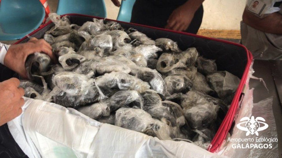 Galapagos tortoises inside the suitcase they were discovered in