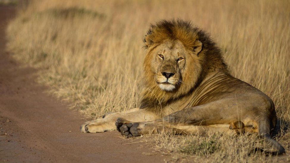 Lion sat on dry grass, 10 August 2023
