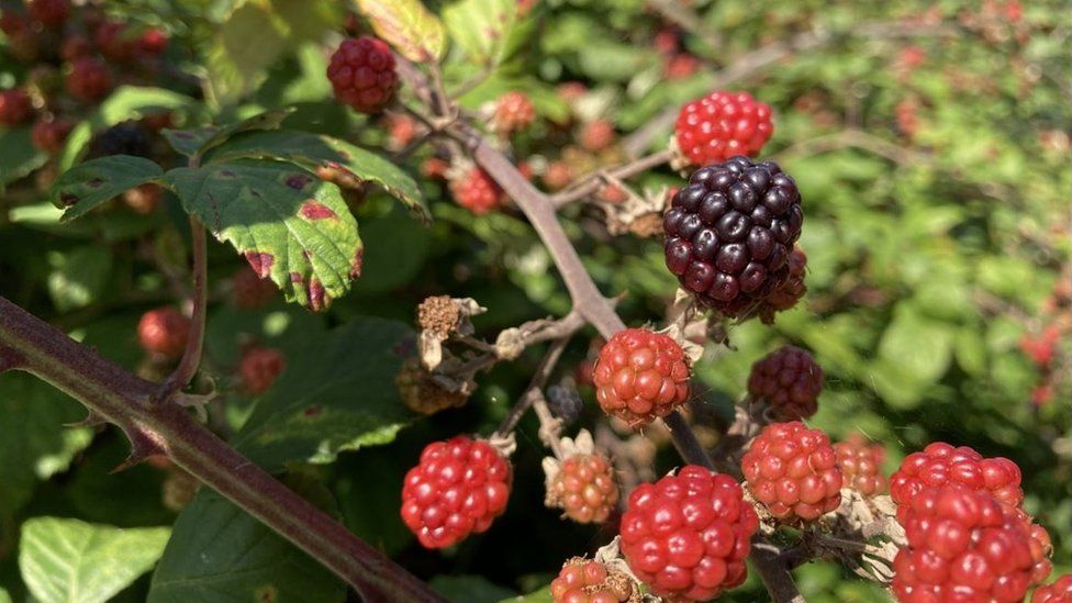 Blackberries in a bramble bush