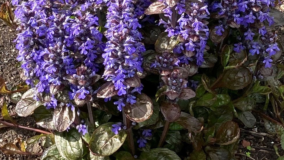 Ajuga reptans Braunherze at Oxburgh parterre