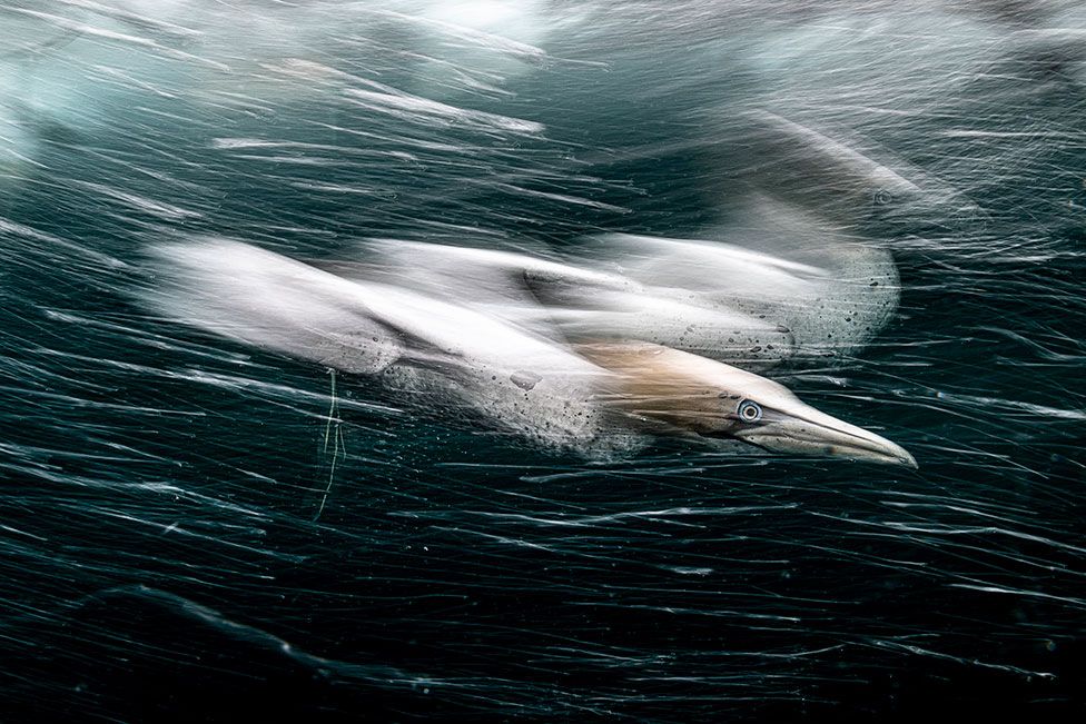 A gannet swims underwater