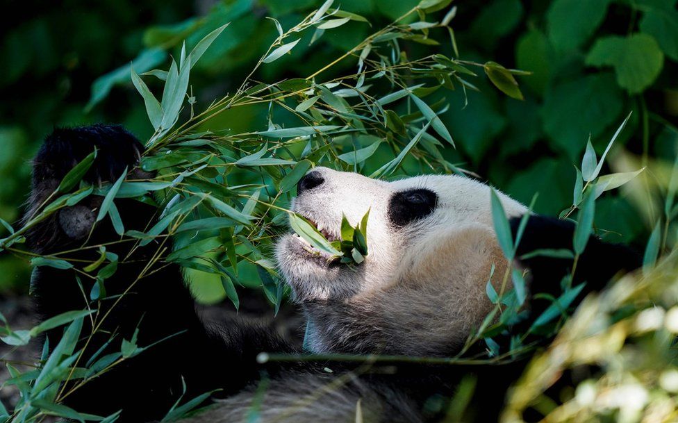 Tian Bao, 4-year-old giant panda eats leaves in its enclosure on the reopening day of Pairi Daiza animal park in Brugelette on May 18, 2020