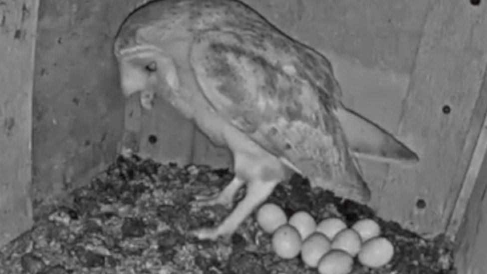 It is the largest number of eggs caught on this wildlife webcam since it was installed 11 years ago.