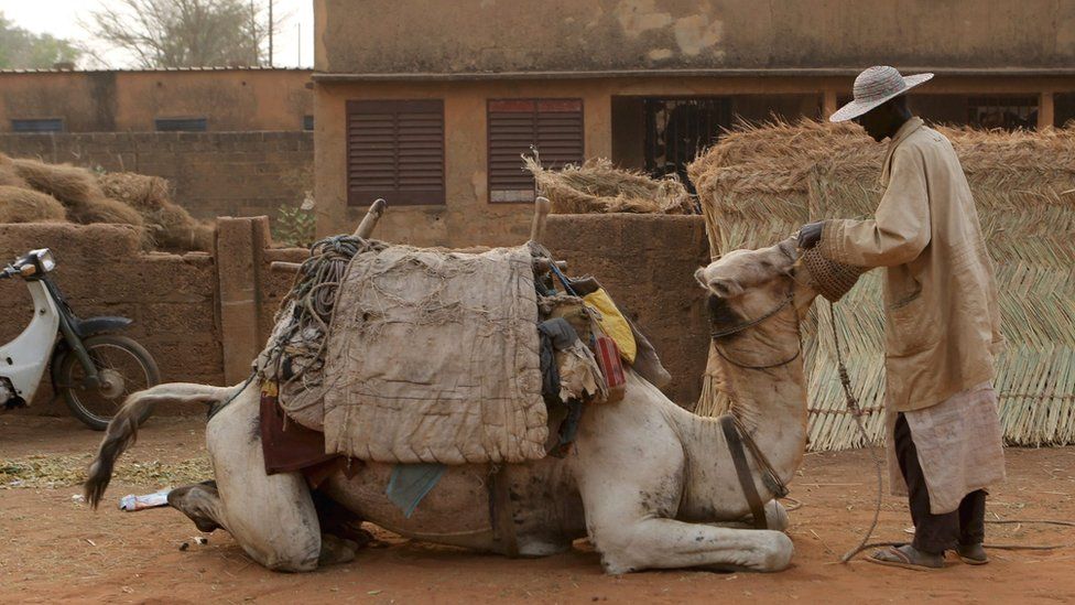 A man fixing a muzzle to a camel, Niamey, Niger - Sunday 21 February 2016