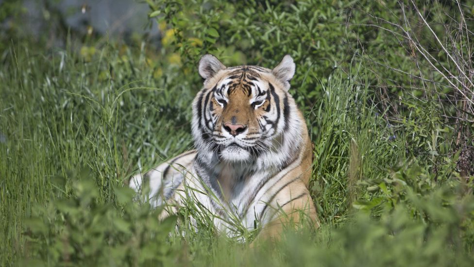 Does the US have a pet tiger problem? BBC News
