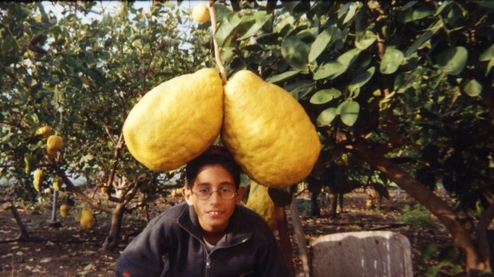 Giant Lemons