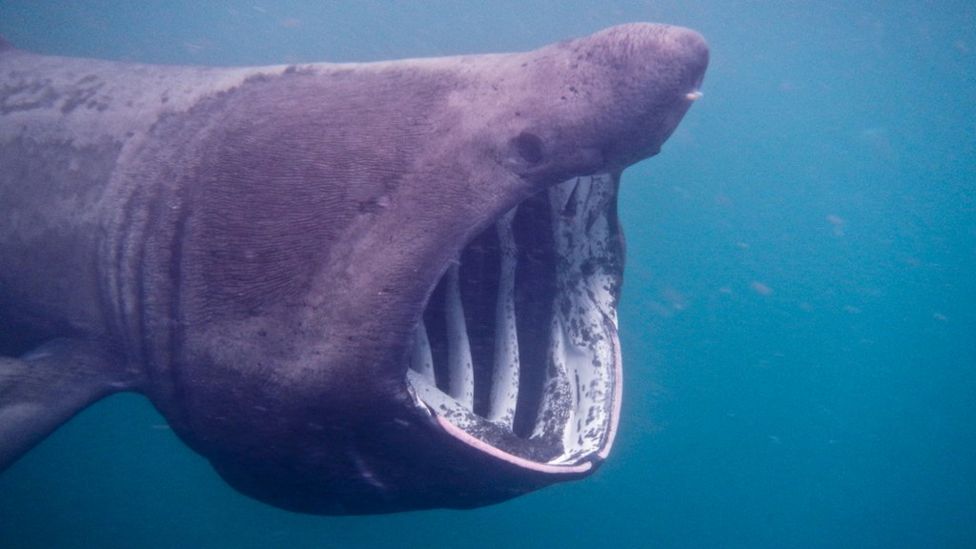 Sharkcam Films Basking Sharks Off Scotland Bbc News 6741
