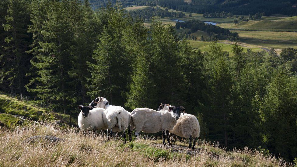 Sheep on Scottish hillfarm