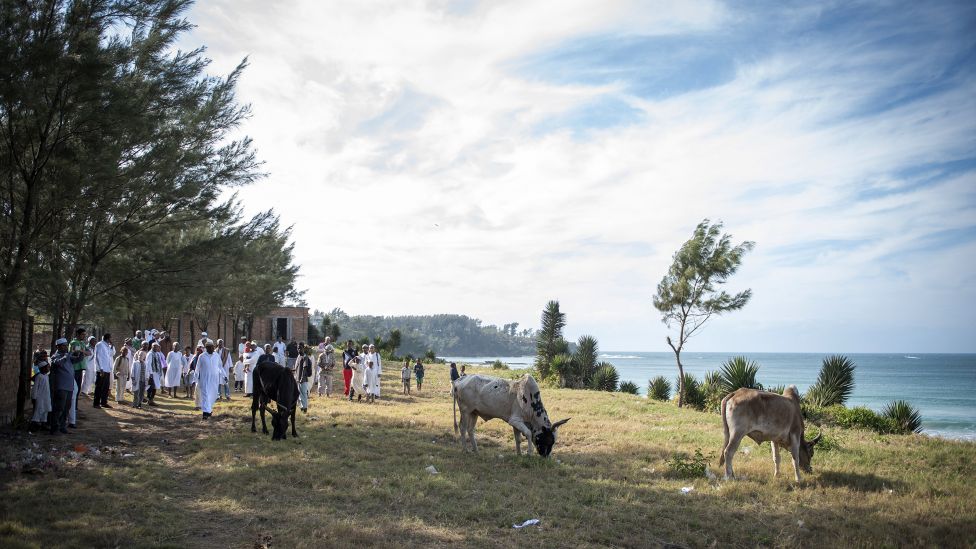 Zebu cattle grazing in a field overlooking the sea in Fort Dauphin, Madagascar