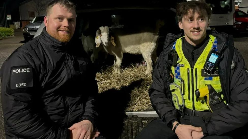 The police officers with the goats