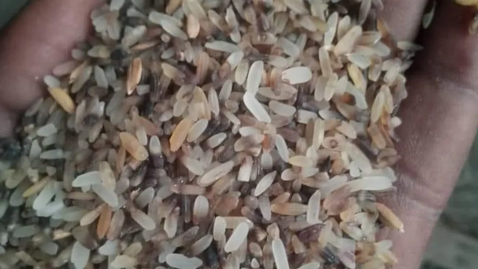 Nigeria cost of living: People turn to 'throw-away' rice for food in Northern Nigeria