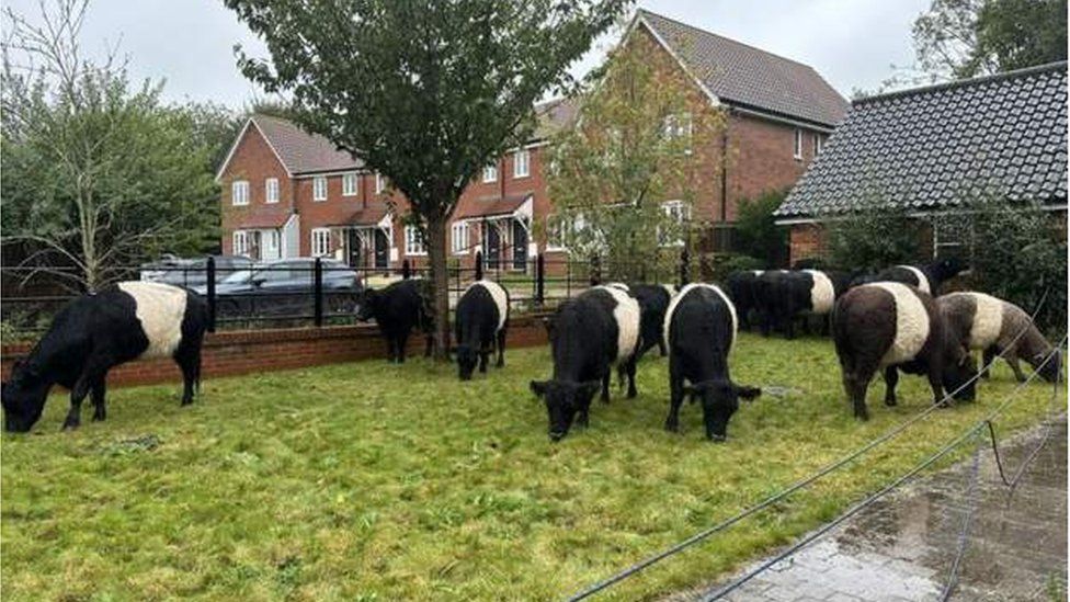 A group of very wet cows in a grassy area after being rescued from flood water