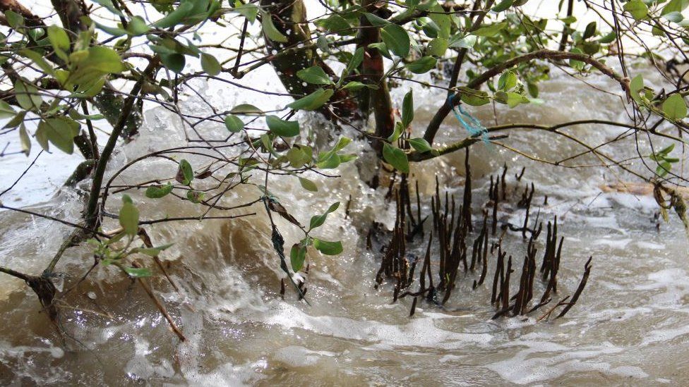Mangrove roots dissipating energy from waves (Image: Mark Spalding)