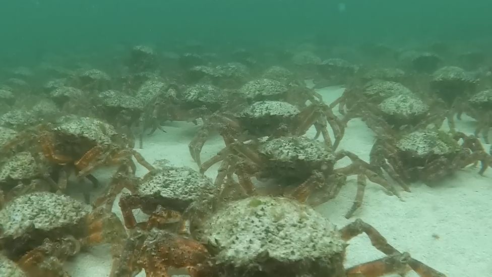 Crabs under the sea