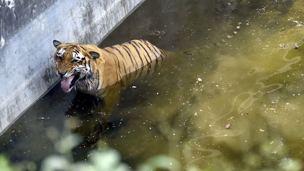 A Royal Bengal Tiger is seen playing in the water on a hot summer day at Delhi Zoo on April 18, 2022 in New Delhi, India.