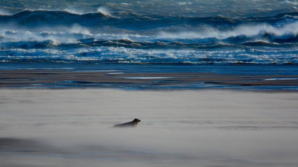 A seal at Newburgh beach
