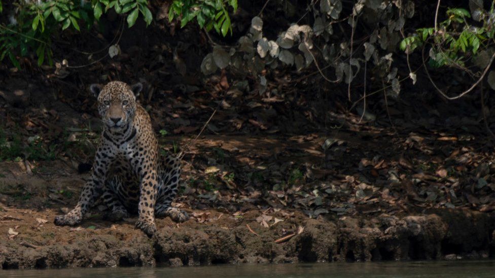 Shinkan Bread speak Hydroelectric dams linked to tiger and jaguar losses - BBC News