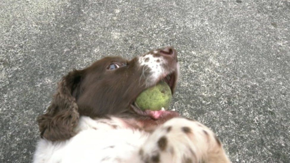 Police dog Bella playing with a tennis ball