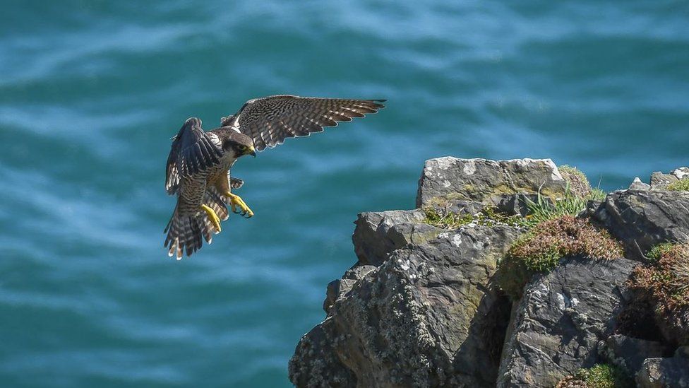 Male perigrine falcon preparing to land on rocks