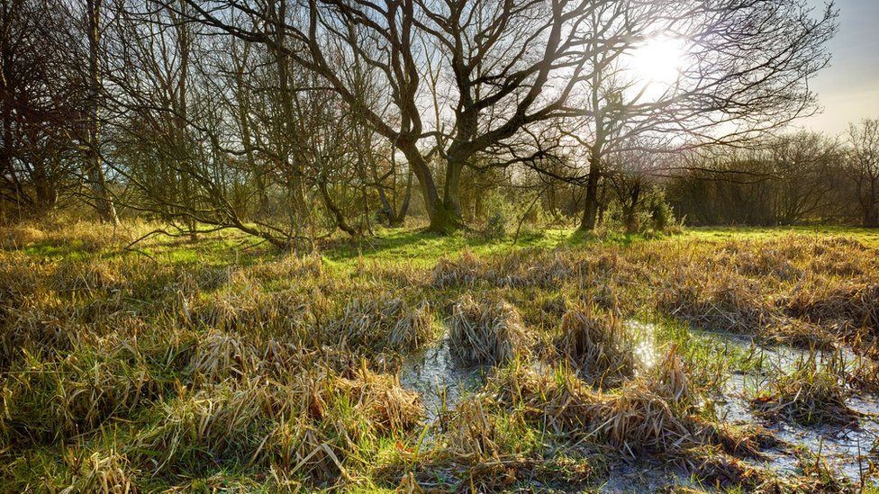 Sweet Briar Marshes, Norwich