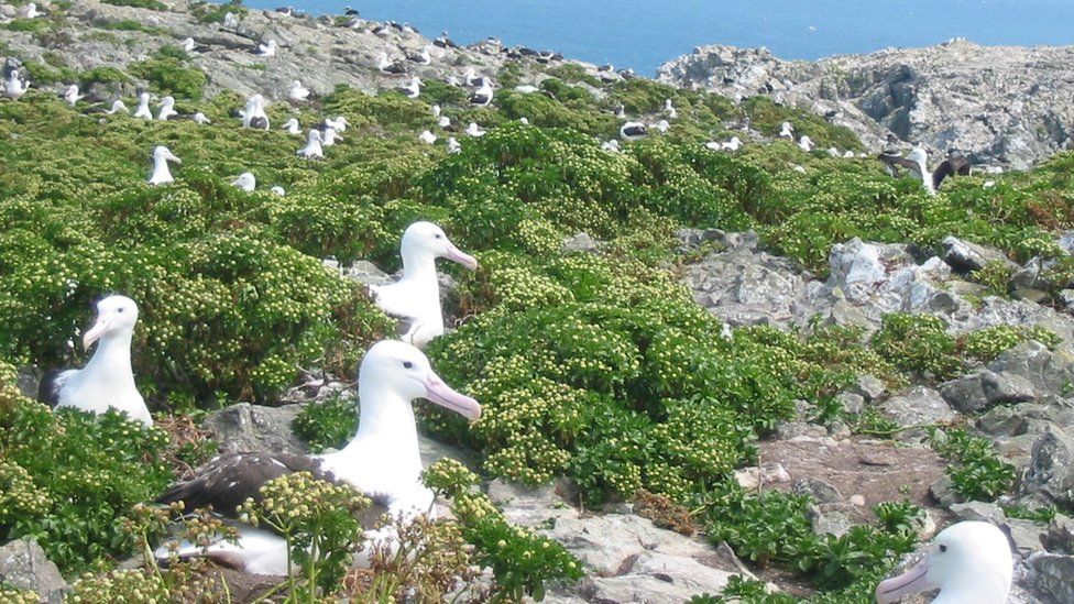 Northern Royal albatross