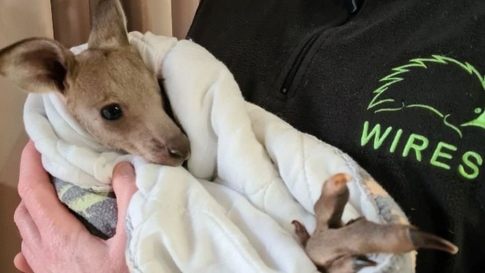 A joey kangaroo bundled in a towel is held by an animal rescuer
