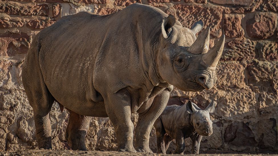 Rhino calf with its mother