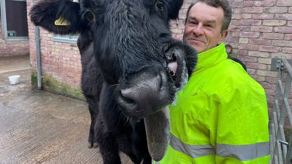 Jon Beresford and cow