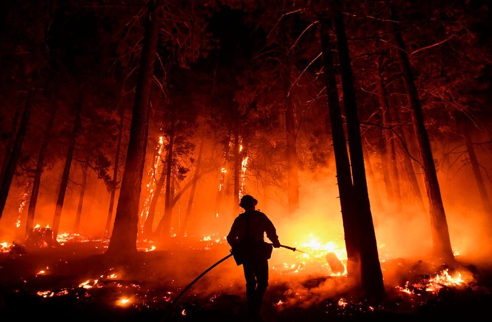 Fire in giant sequoia forest