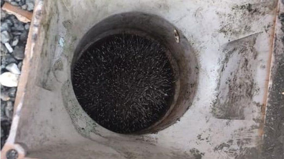 Hedgehog stuck down drain