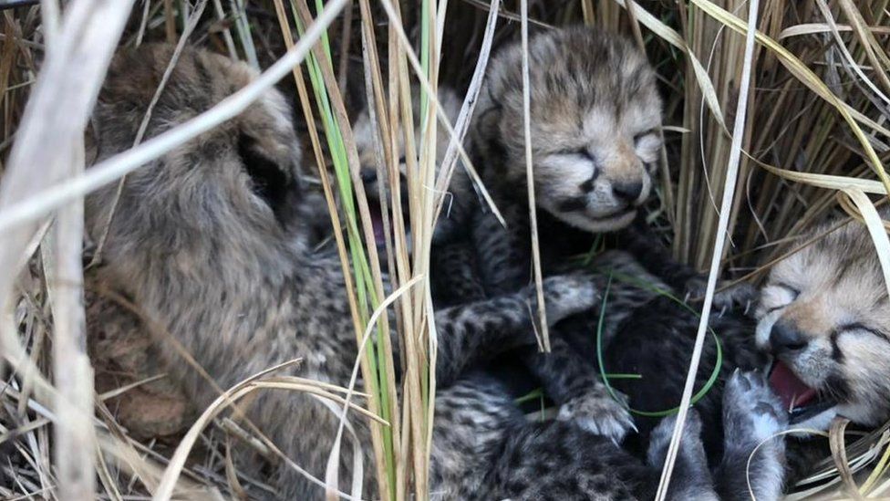 A photo of the four new cheetah cubs born in India