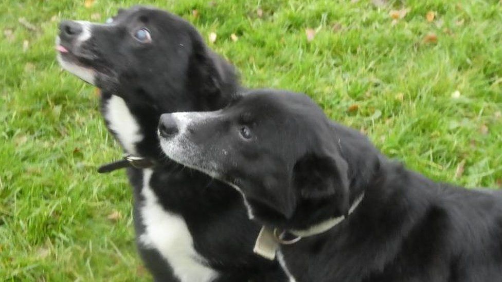 Roy-and-Bess-the-border-collies.