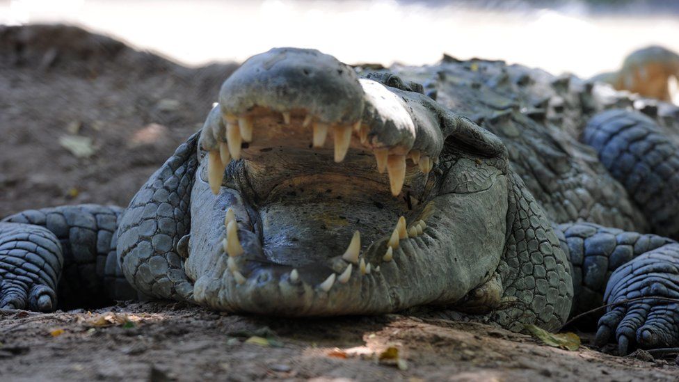 A crocodile in the pool of a private farm in the San Manuel municipality, Cortes department, Honduras (1 November 2015)