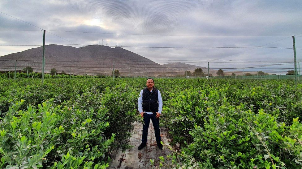 Alvaro standing in the middle of a blueberry field