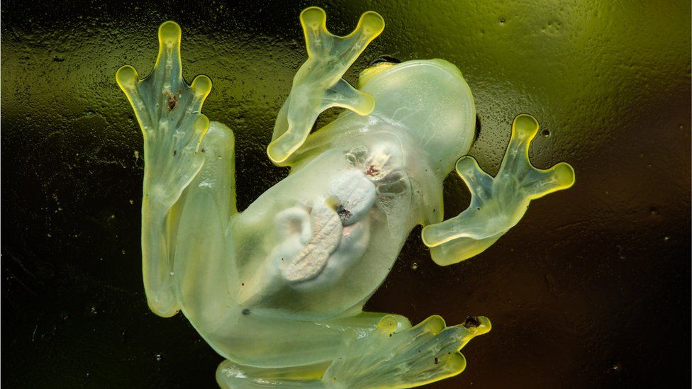 transparent frog