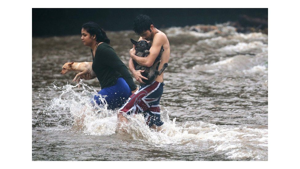 Hawaii residents carry dogs through flood waters.