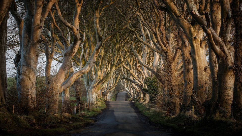 Game of Thrones: Traffic banned from Dark Hedges road - BBC News